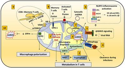 Diverse Roles of Mitochondria in Immune Responses: Novel Insights Into Immuno-Metabolism